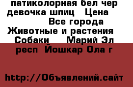 патиколорная бел/чер девочка шпиц › Цена ­ 15 000 - Все города Животные и растения » Собаки   . Марий Эл респ.,Йошкар-Ола г.